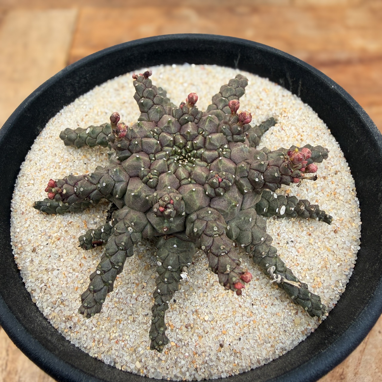Euphorbia  brevirama【ユーフォルビア・ブレビラマ】