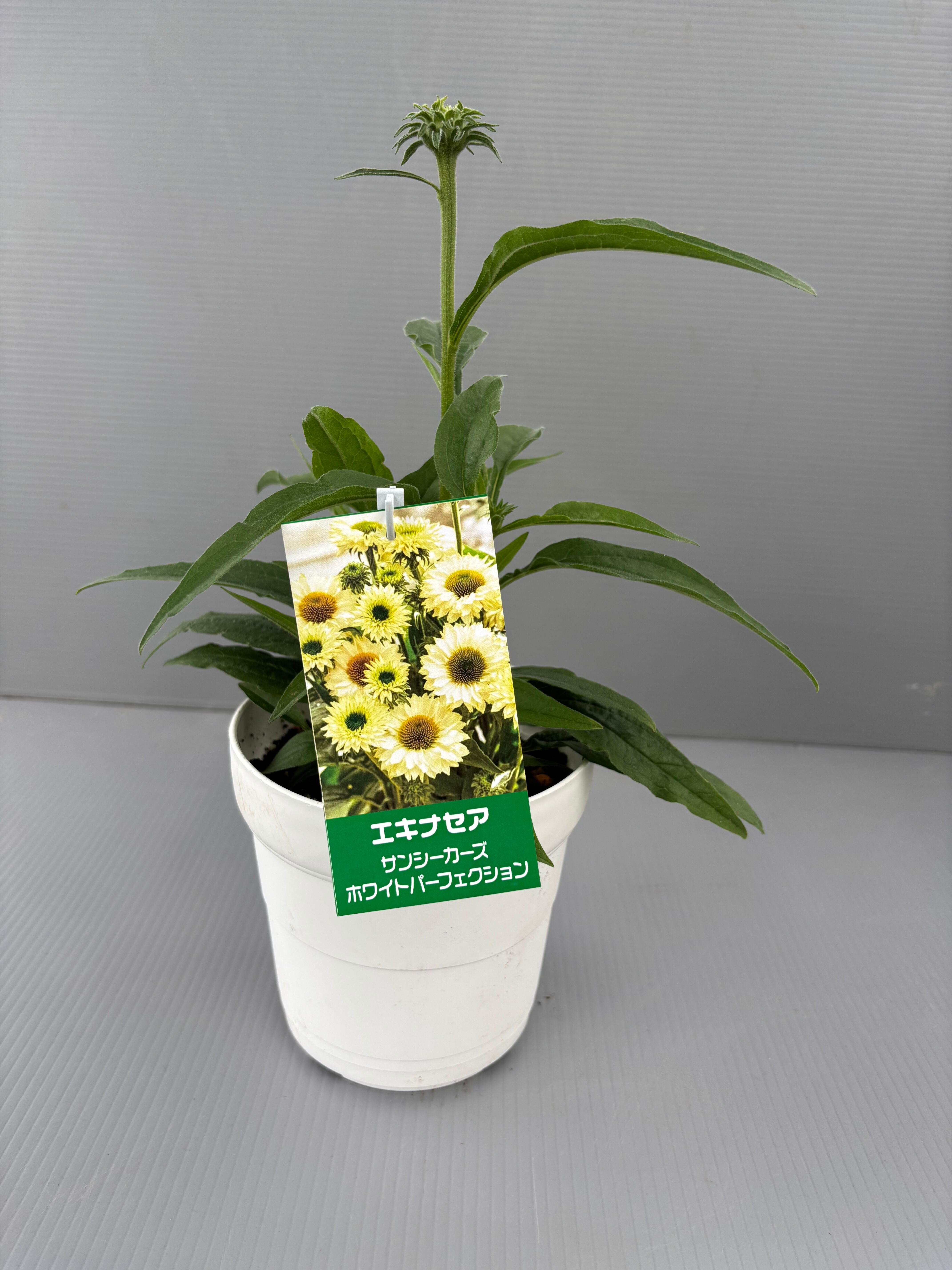 再販☆エキナセア5寸 サンシーカーズホワイトパーフェクション | flowerbiz