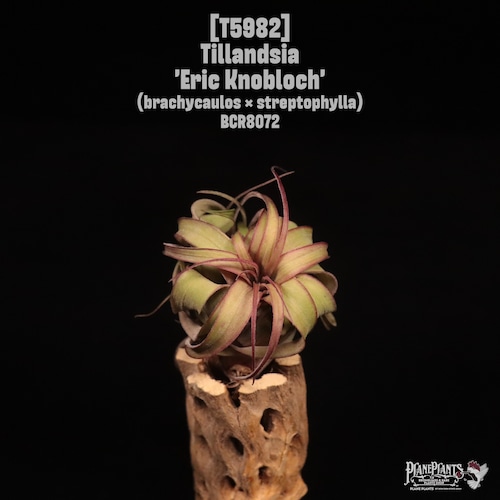 Tillandsia 'Eric Knobloch'〔ティランジア〕T5982