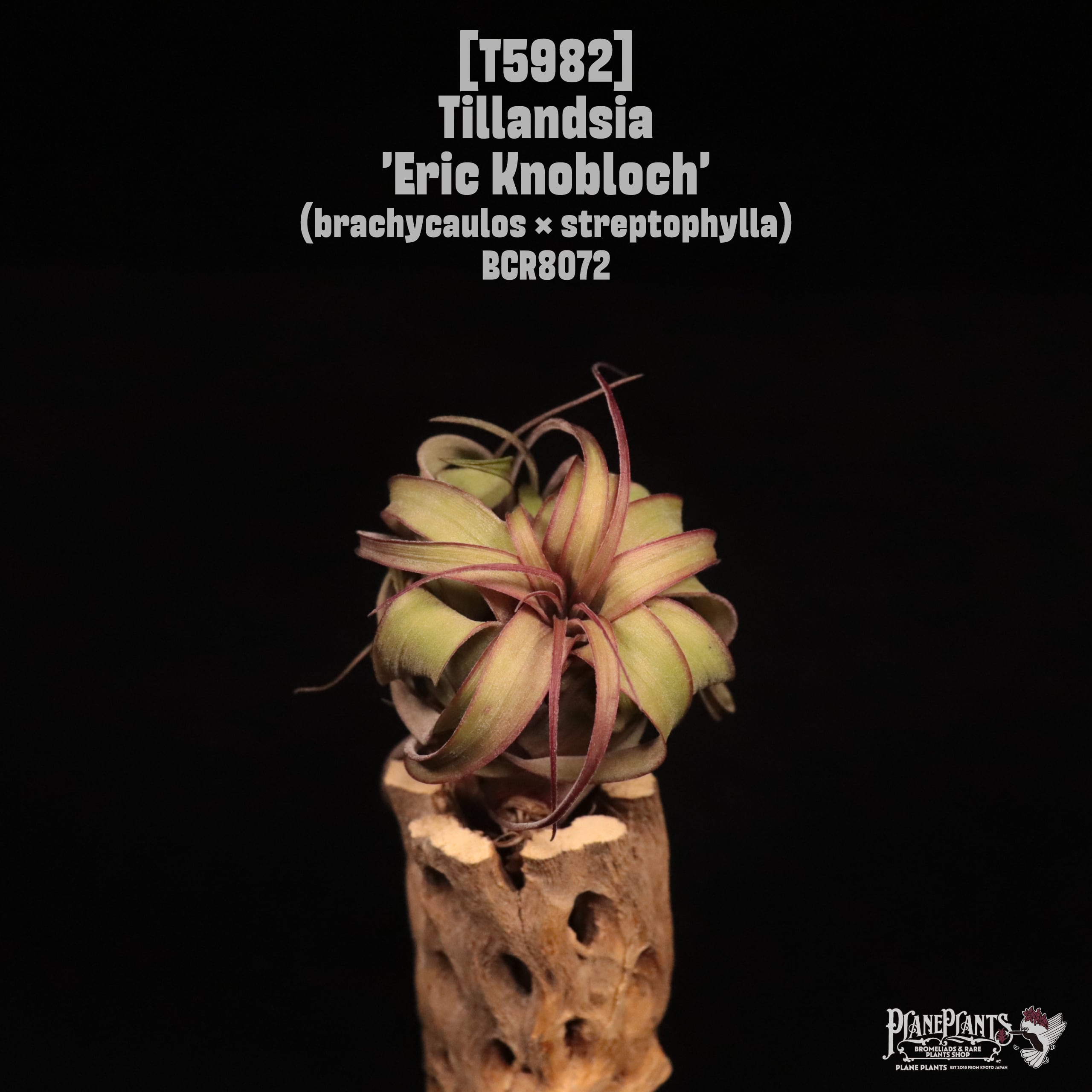 Tillandsia 'Eric Knobloch'〔ティランジア〕T5982