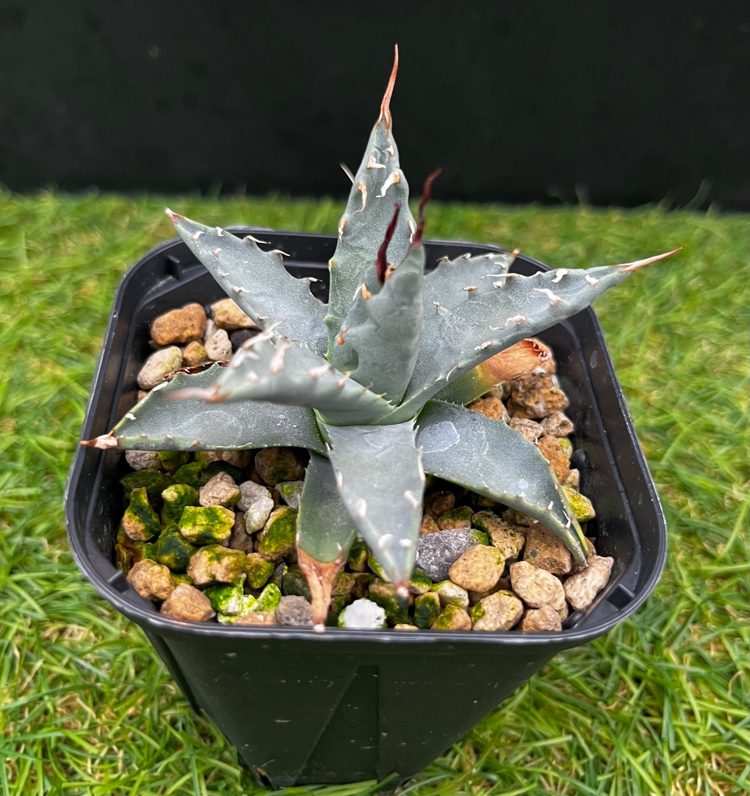 アガベ カイバベンシス 錦 アガベ カイバベンシス 錦 【公式通販】