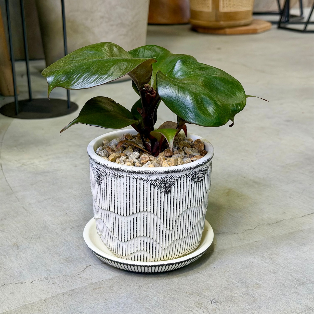 フィロデンドロン・レッドハート