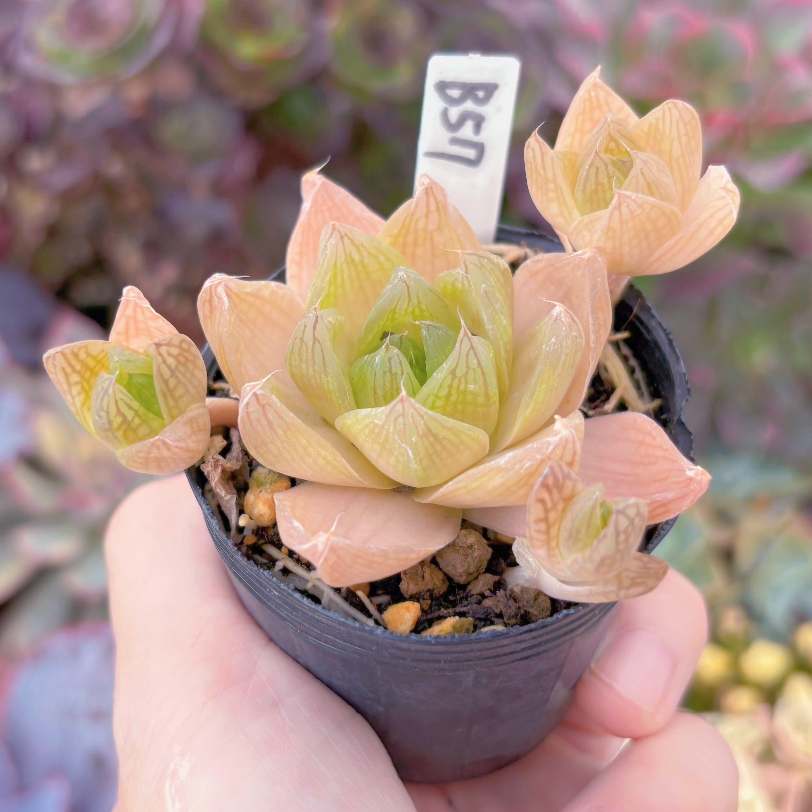 現品 ハオルチア ロゼア#B57 群生 古株 るる農園 | Pay ID