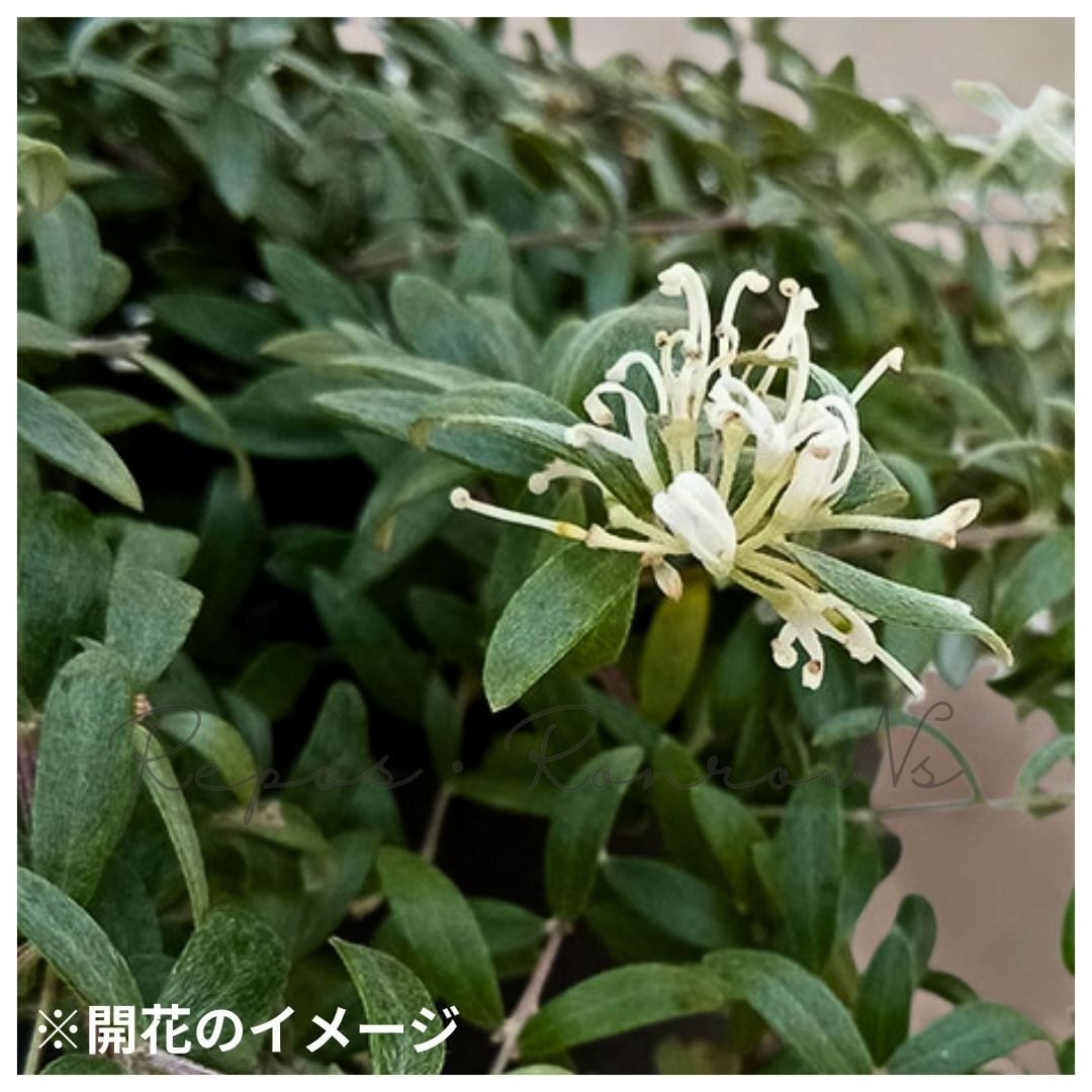グレビレア：コースタルスパイダー（5号）希少 珍しい ネイティブ