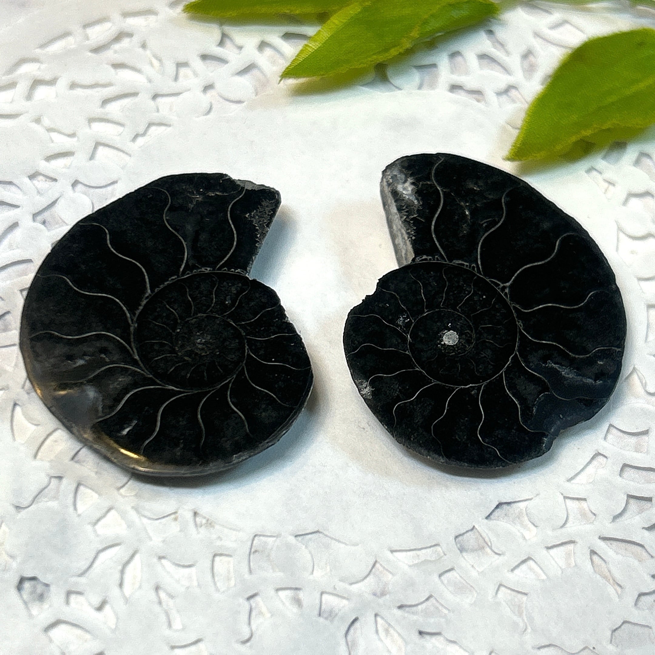 化石]アンモナイト（菊石） | クリスタル・ワールド御徒町店