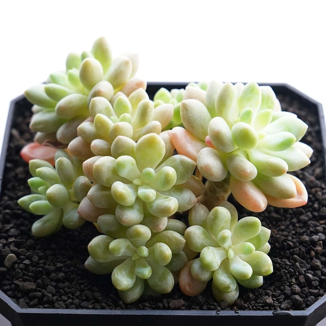 発根済カット苗 ダフネ Echeveria 'Daphne'