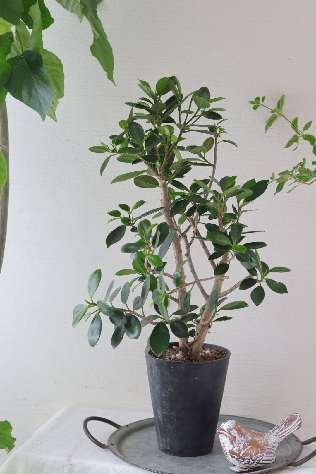 盆栽風♡野生的グリーン♡観葉植物♡ガジュマル | Total Plants Egret
