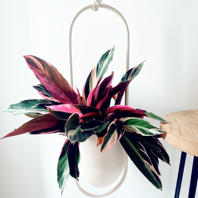 【COVENT GARDEN】neulo ハンギングポットカバー cream