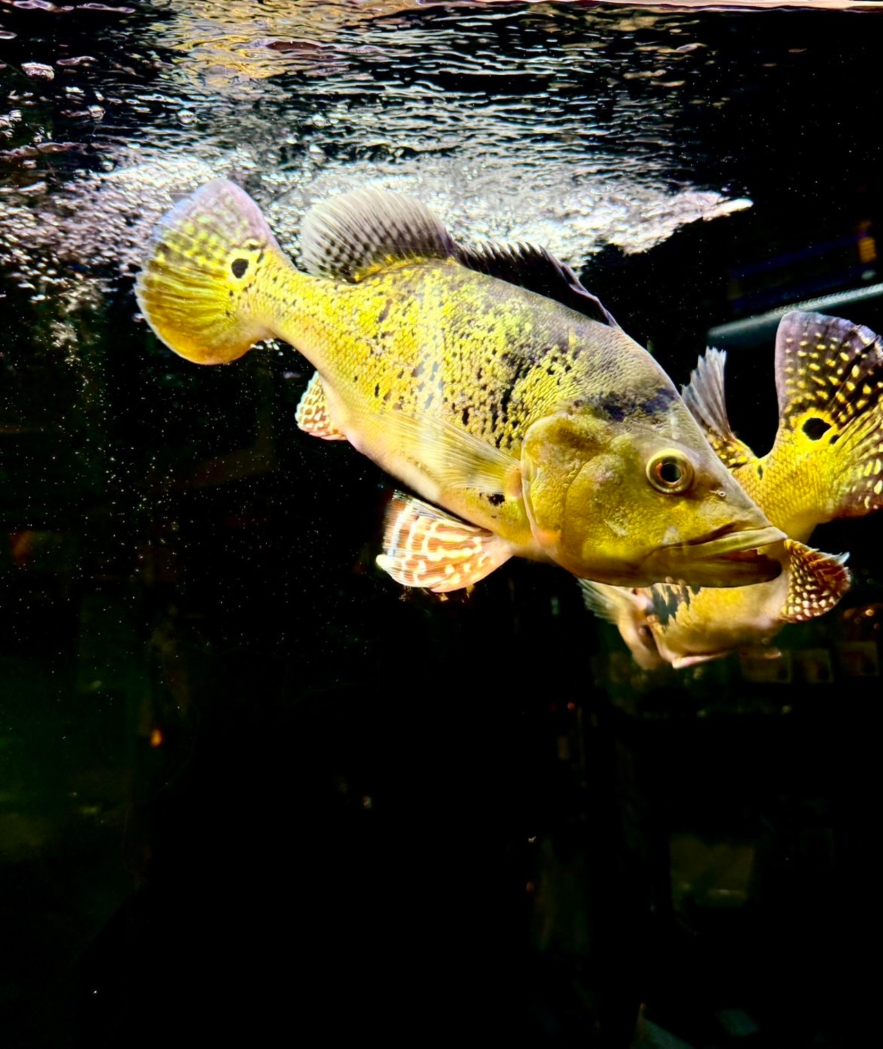 タイガーマーブルケルベリー・ウルトラショートBIGボディー - 4