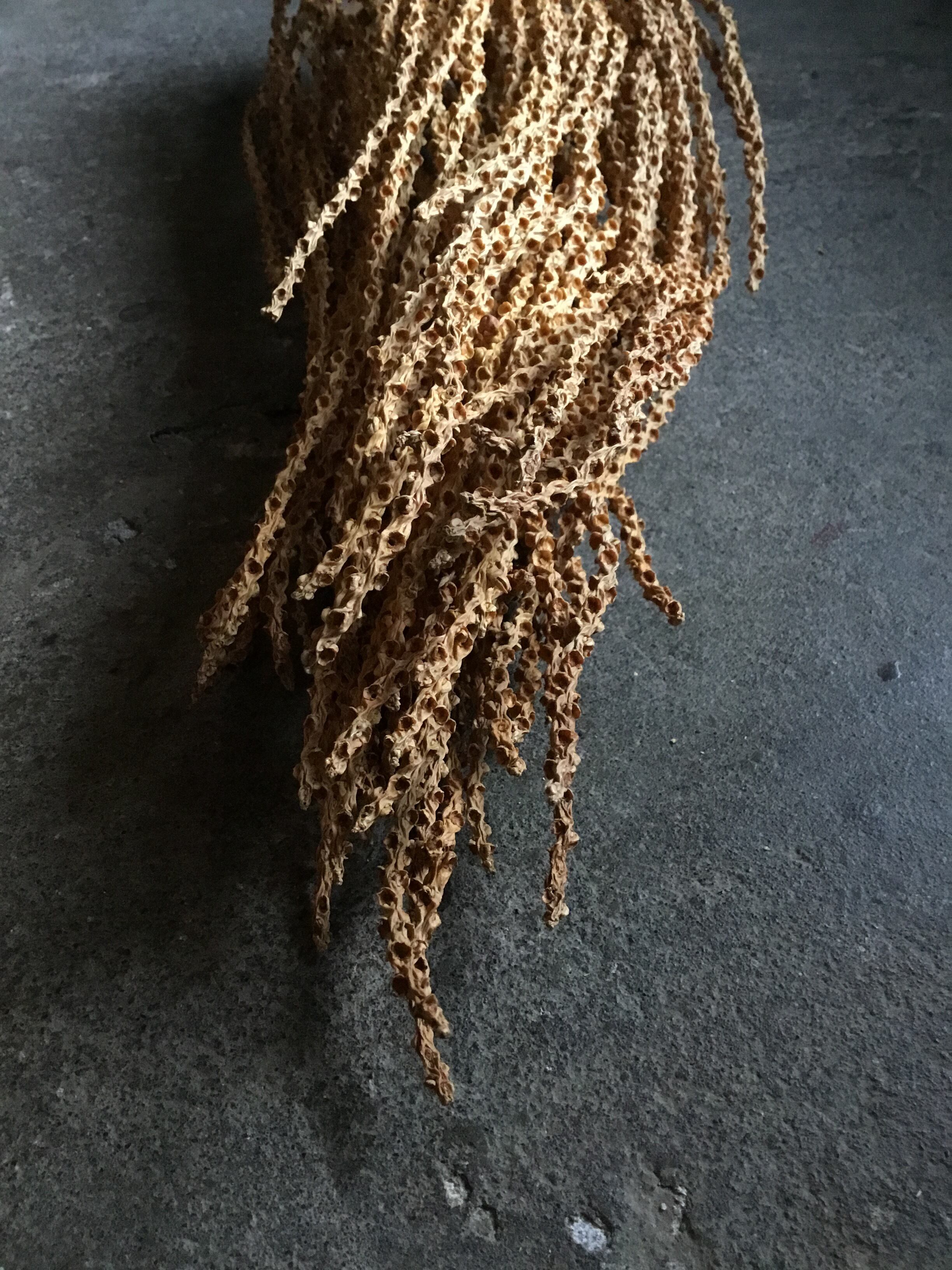 カリオタ ドレッド ドライフラワー | MEmENTO Dried flower