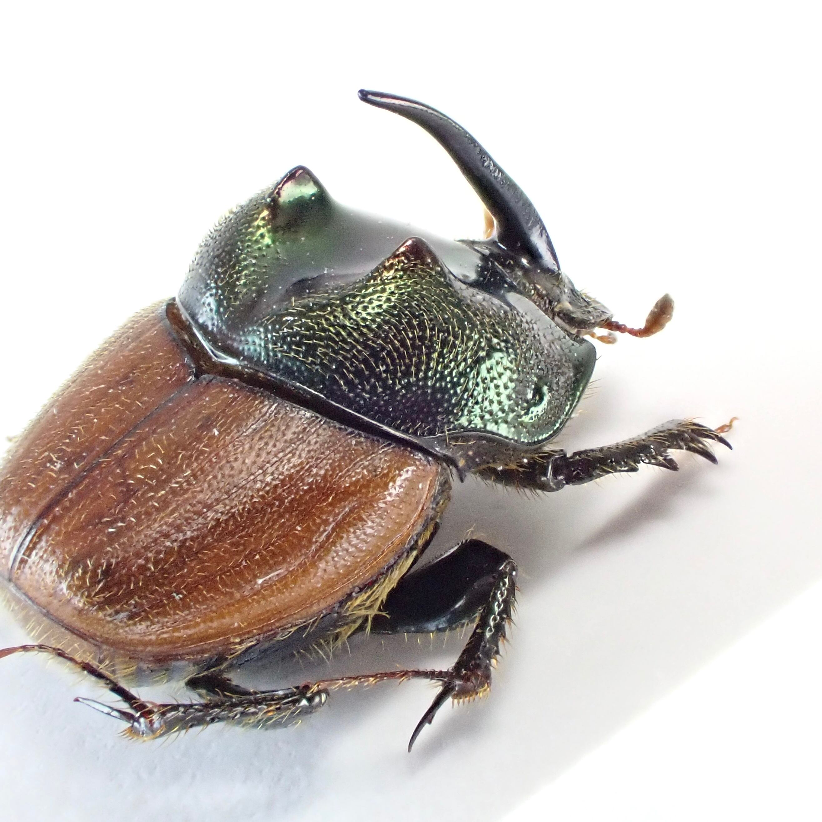 タンザニア産 Proagoderus sp. ♂♀ 9mm/9mm | 昆虫標本 Diggers & Rollers