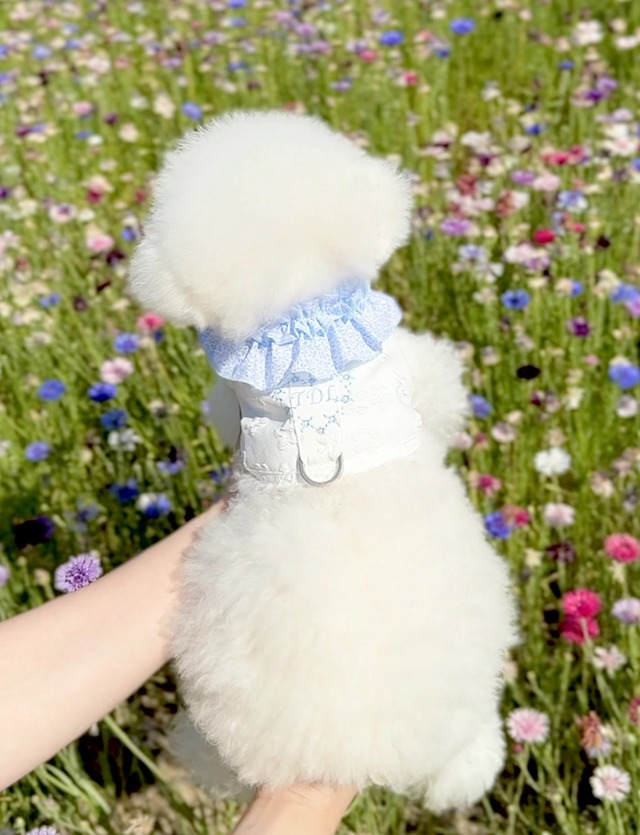 【予約】［TODLEY］Je t'aime Cool Harness ミニアイスパック2個付き(ブルー)