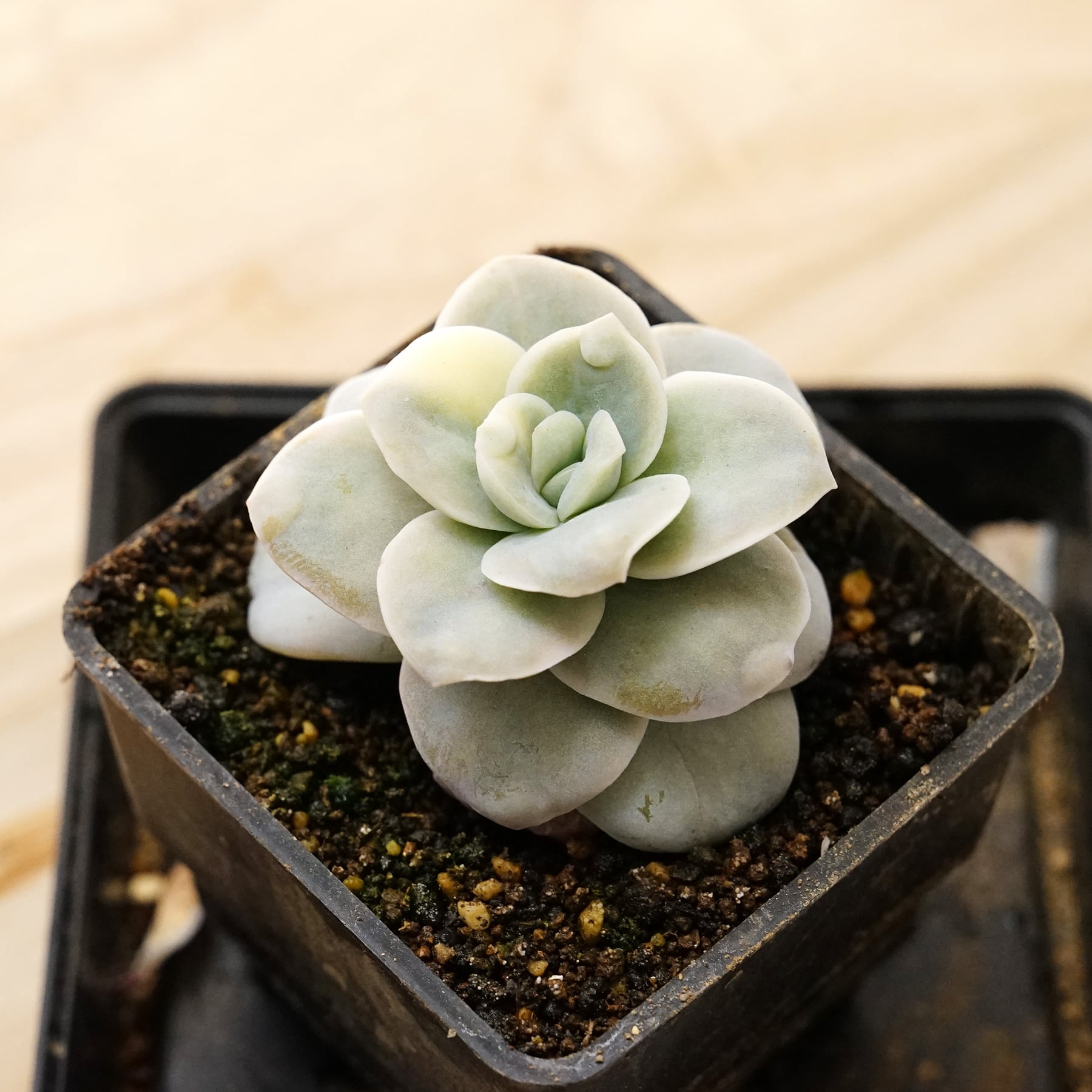 ラブリーローズ錦　古株群苗　 白斑入り　レア　エケベリア 多肉植物　12頭 ラブリーローズ錦古株群苗 白斑入りレアエケベリア 多肉植物12頭