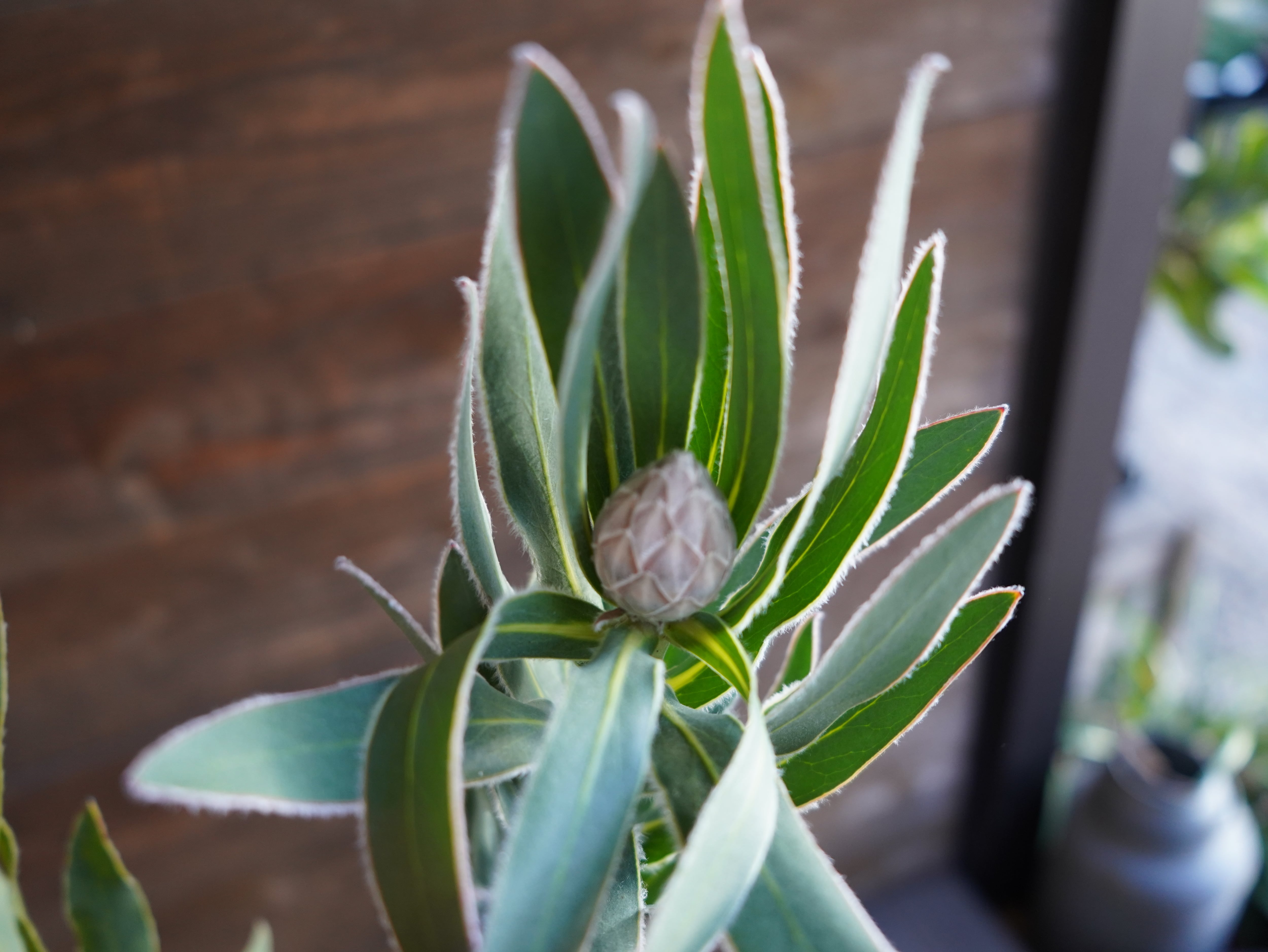 【現物】プロテア　"ピンクパール"