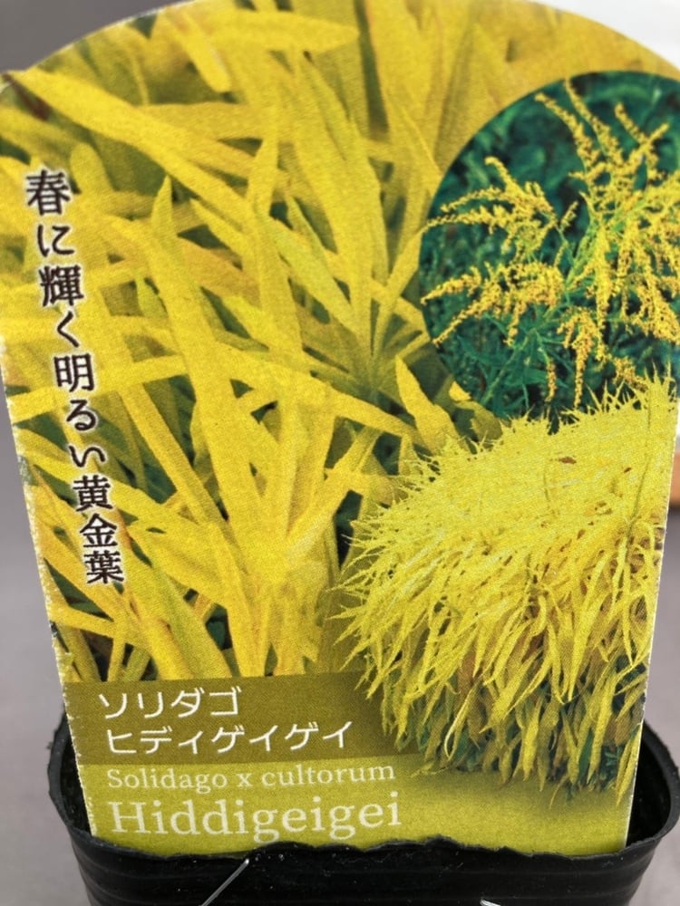 鉢花 | 日本ライン花木センター