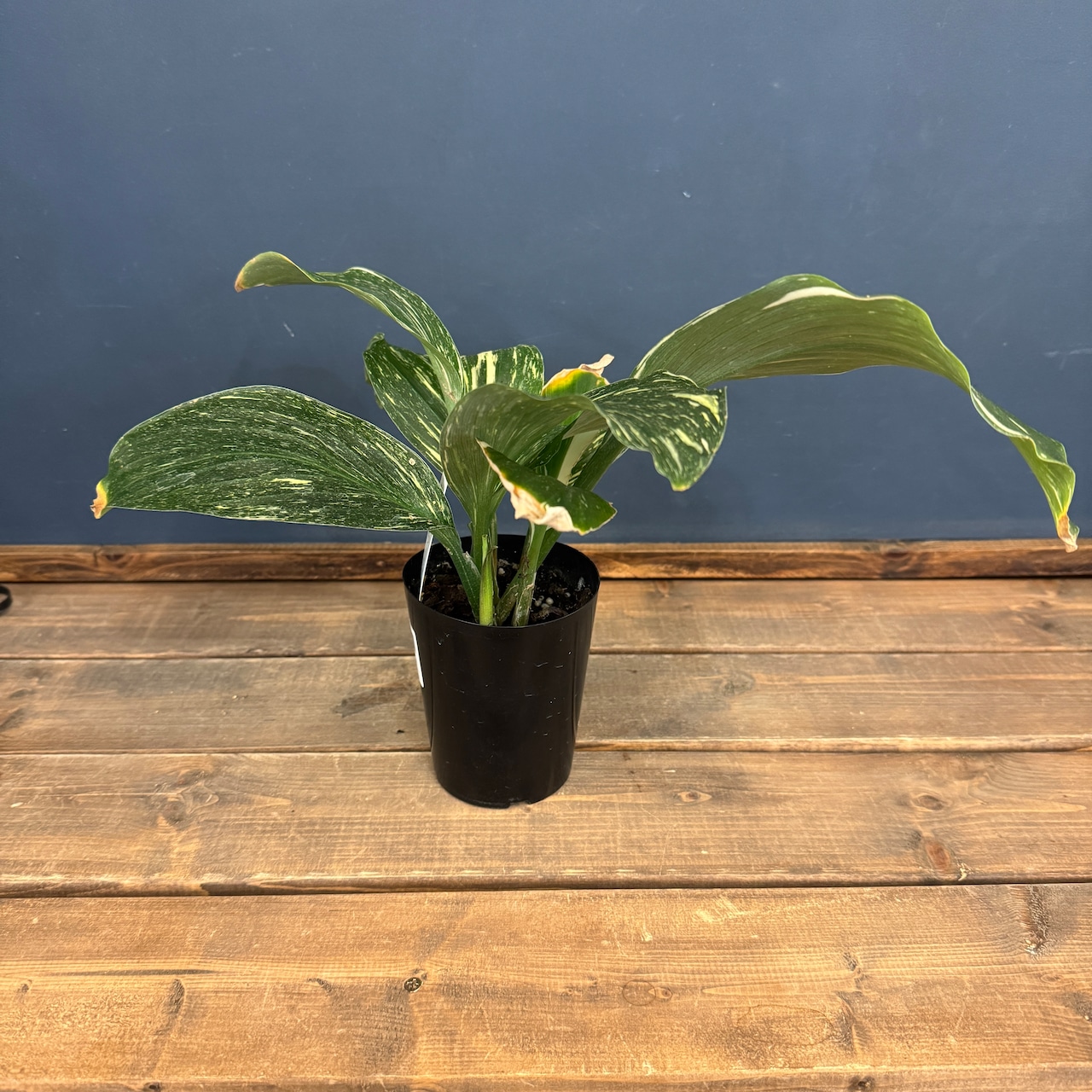 【クリアランス】ケンフェリア アルボ バリエガータ【992】