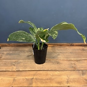 【クリアランス】ケンフェリア アルボ バリエガータ【992】