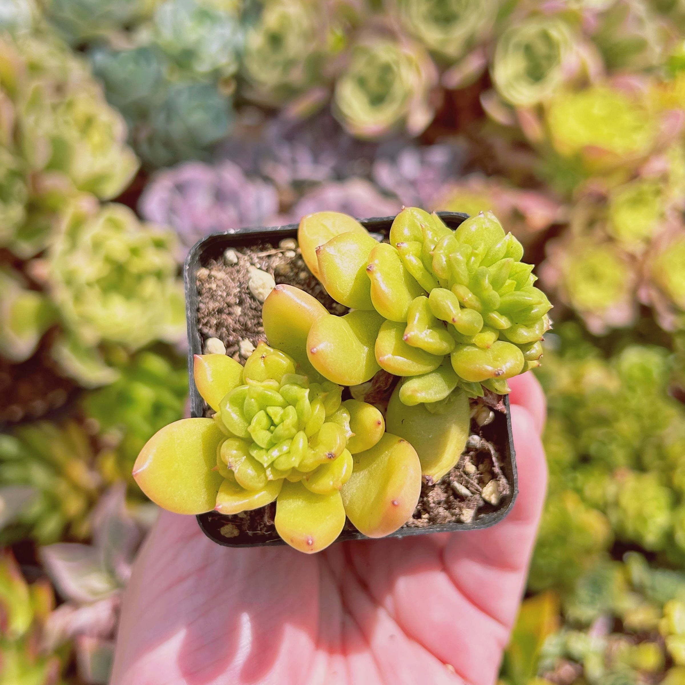 現物 多肉植物 林檎花 抜き苗 | るる農園~多肉植物専門
