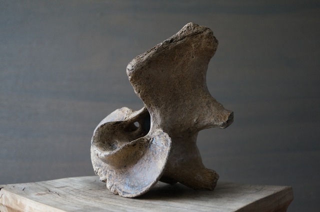 黒龍江省産古代大型哺乳類脊椎骨  Vertebra 2392