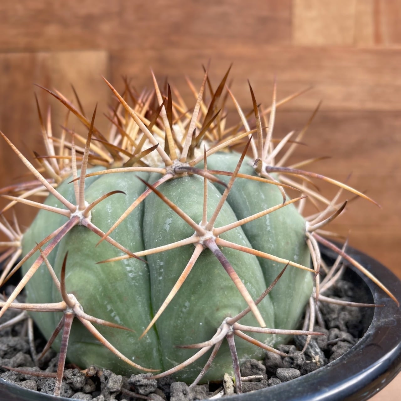 Echinocactus horizonthalonius【エキノカクタス・太平丸・実生  