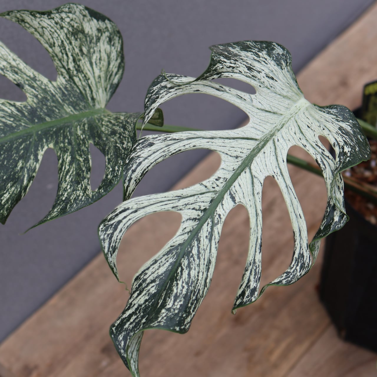 536『urban jungle モンステラ デビルモンスター』観葉植物【送料無料