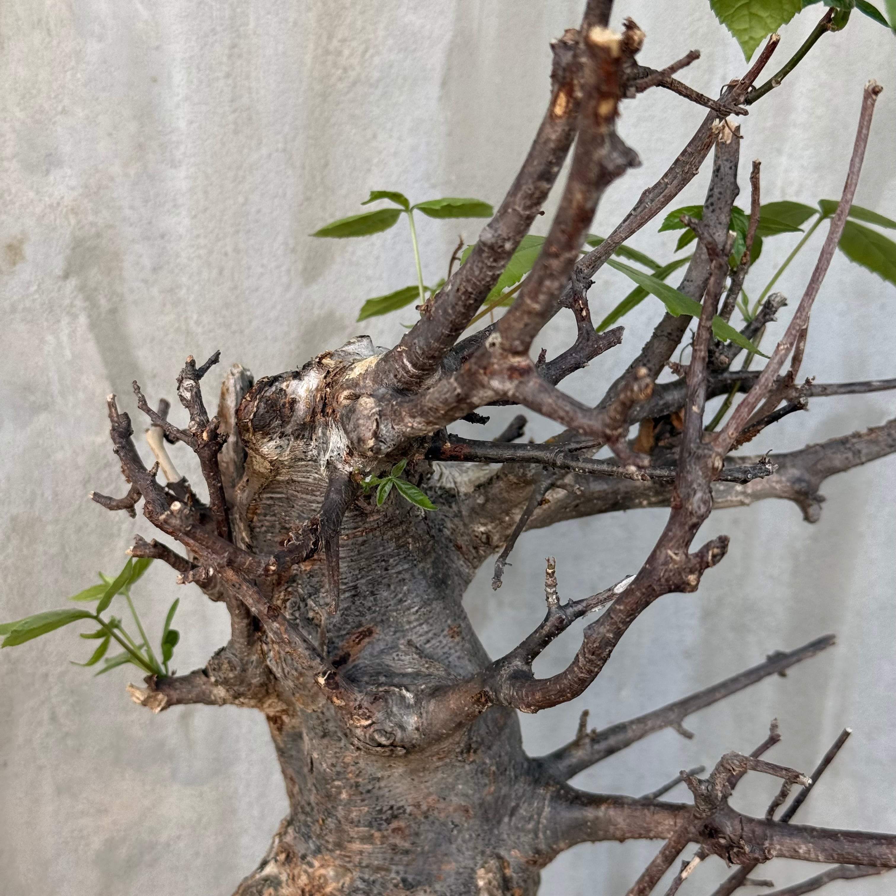 植物×鉢】コミフォラ ミルドブラエディ 現地株 発根済み × wild heaven