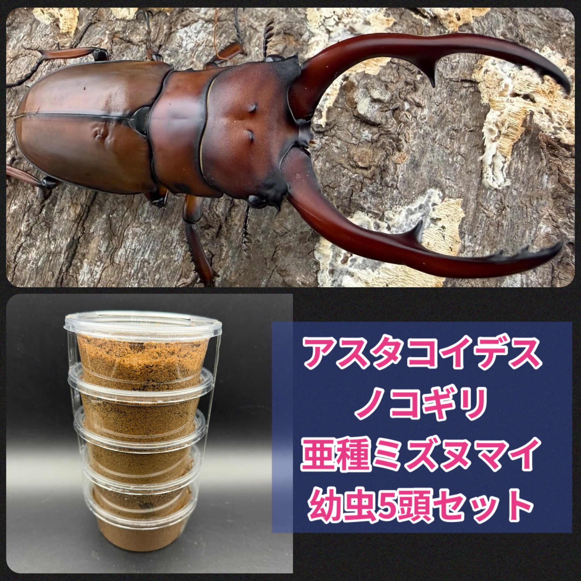 ヒラタクワガタ五島列島亜種【パラタイプ】 | PAY ID