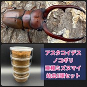 《アスタコイデスノコギリ 亜種ミズヌマイ 幼虫5頭セット》