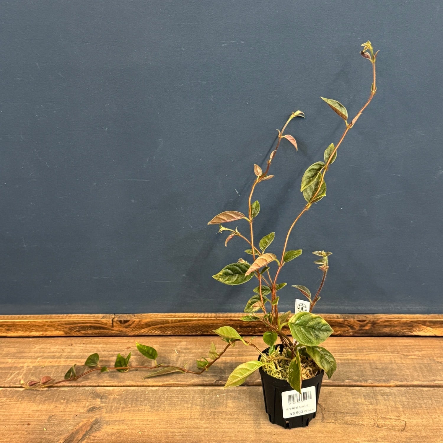 アリ植物 | PROTOLEAF プロトリーフ