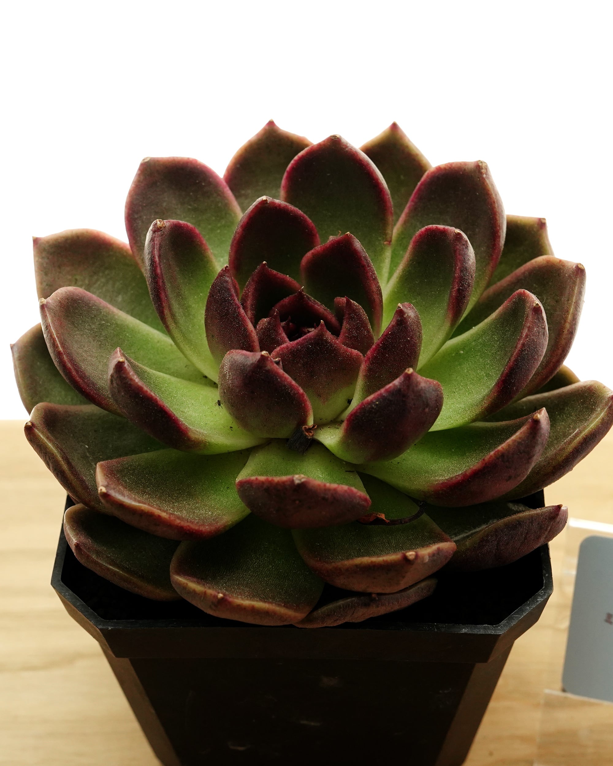 カット苗 ミスティッククリスタルオレンジ Echeveria 'Mystic Crystal