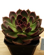 カット苗 ミスティッククリスタルオレンジ Echeveria 'Mystic Crystal Orange'