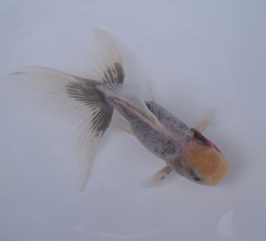 鈴木系五色東錦【SG-H02】 | 〈金魚専門店〉fishfarmjp1