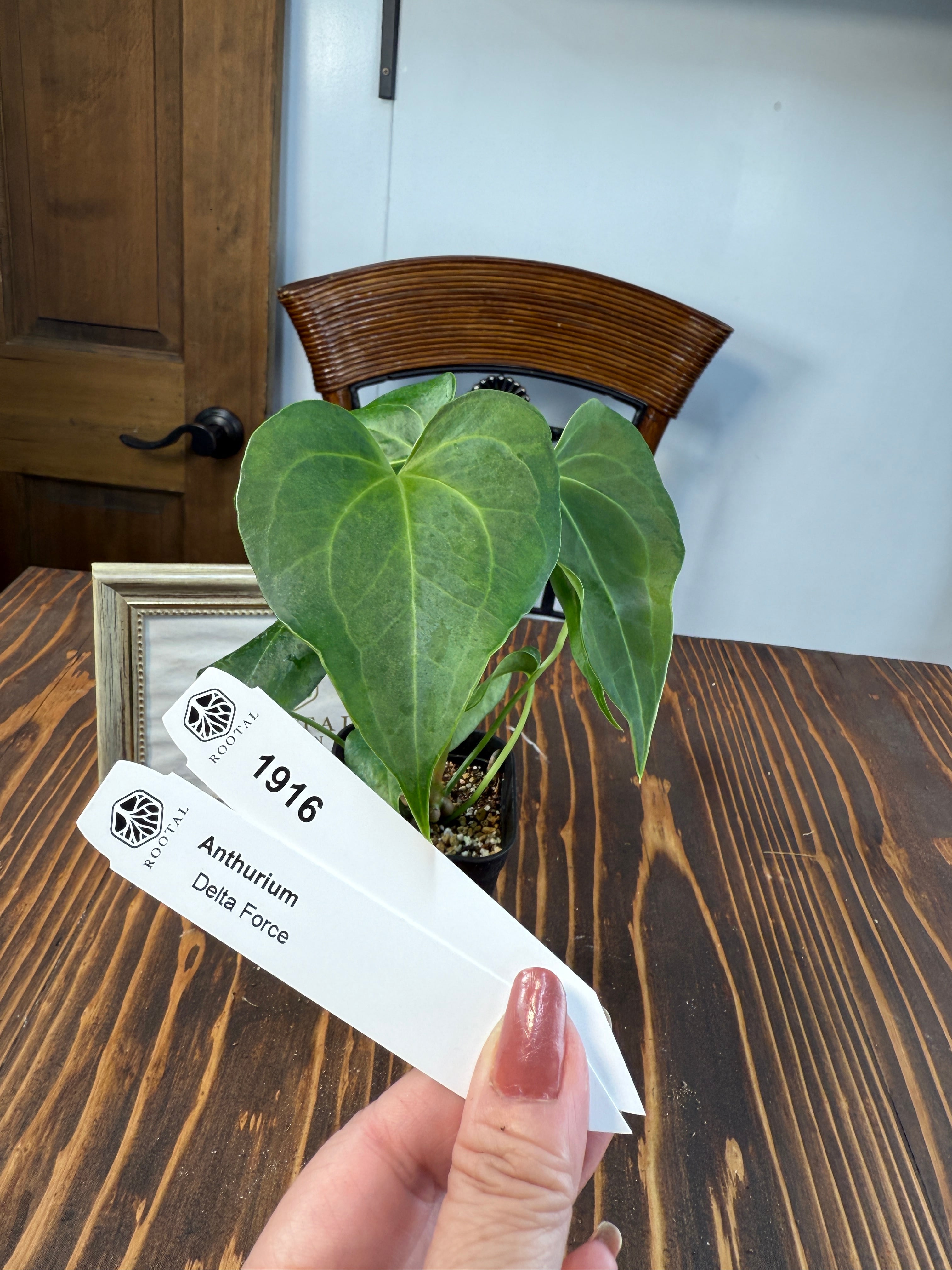 アンスリウム | ROOTALPLANTS