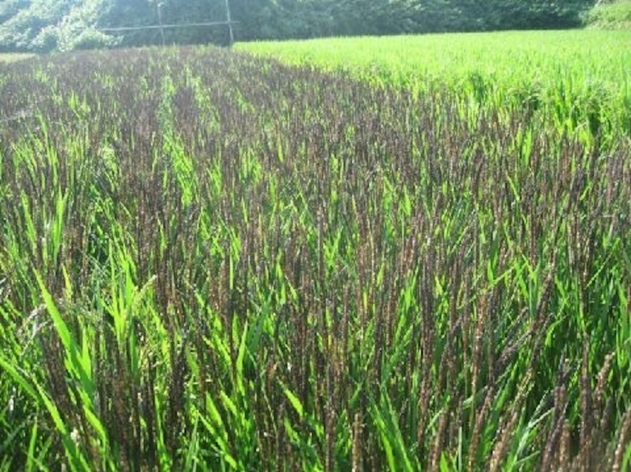 ソマチッド栽培　在来種　緑米（玄米）　400g　2022年度産　新米　