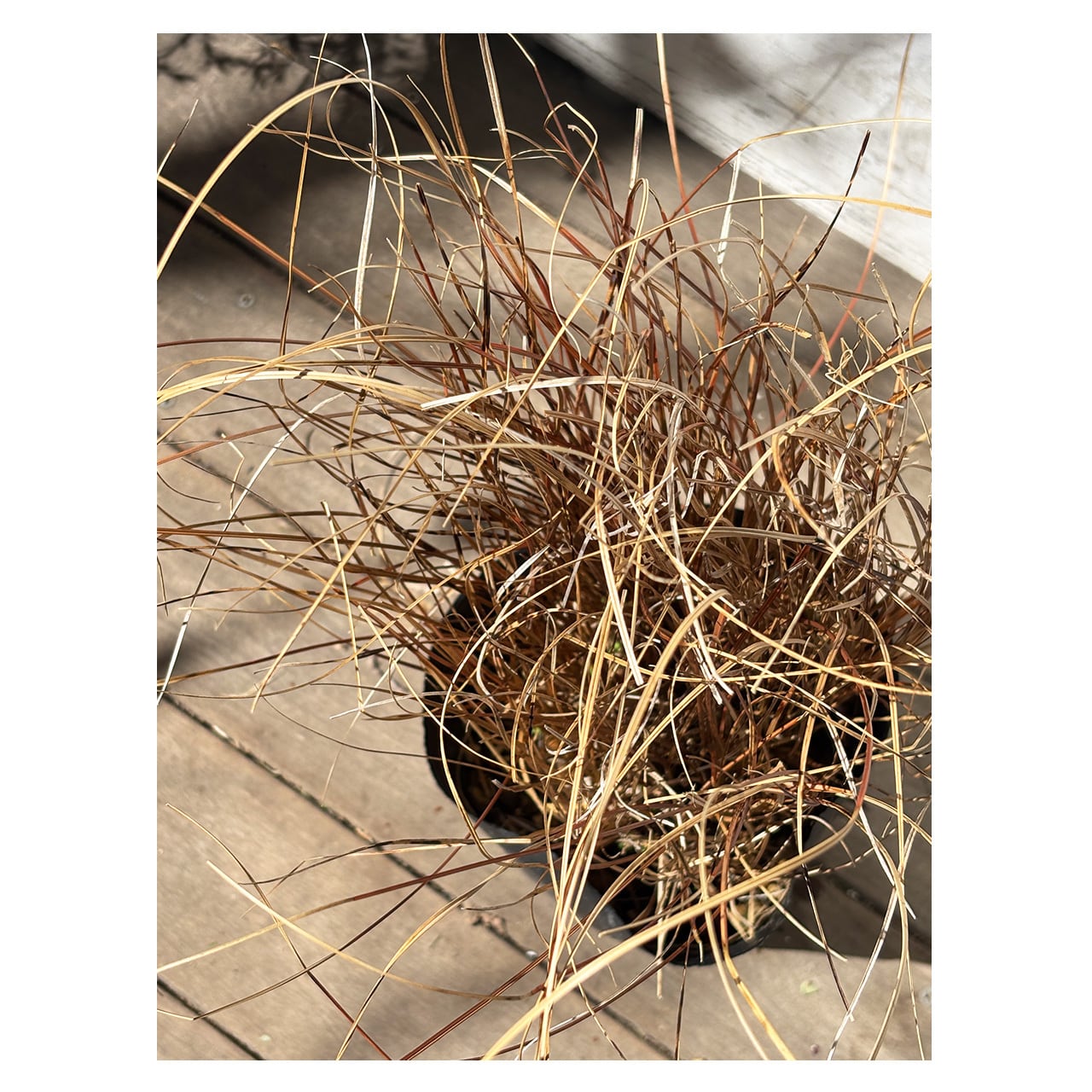 Carex tenuiculmis | Seeding