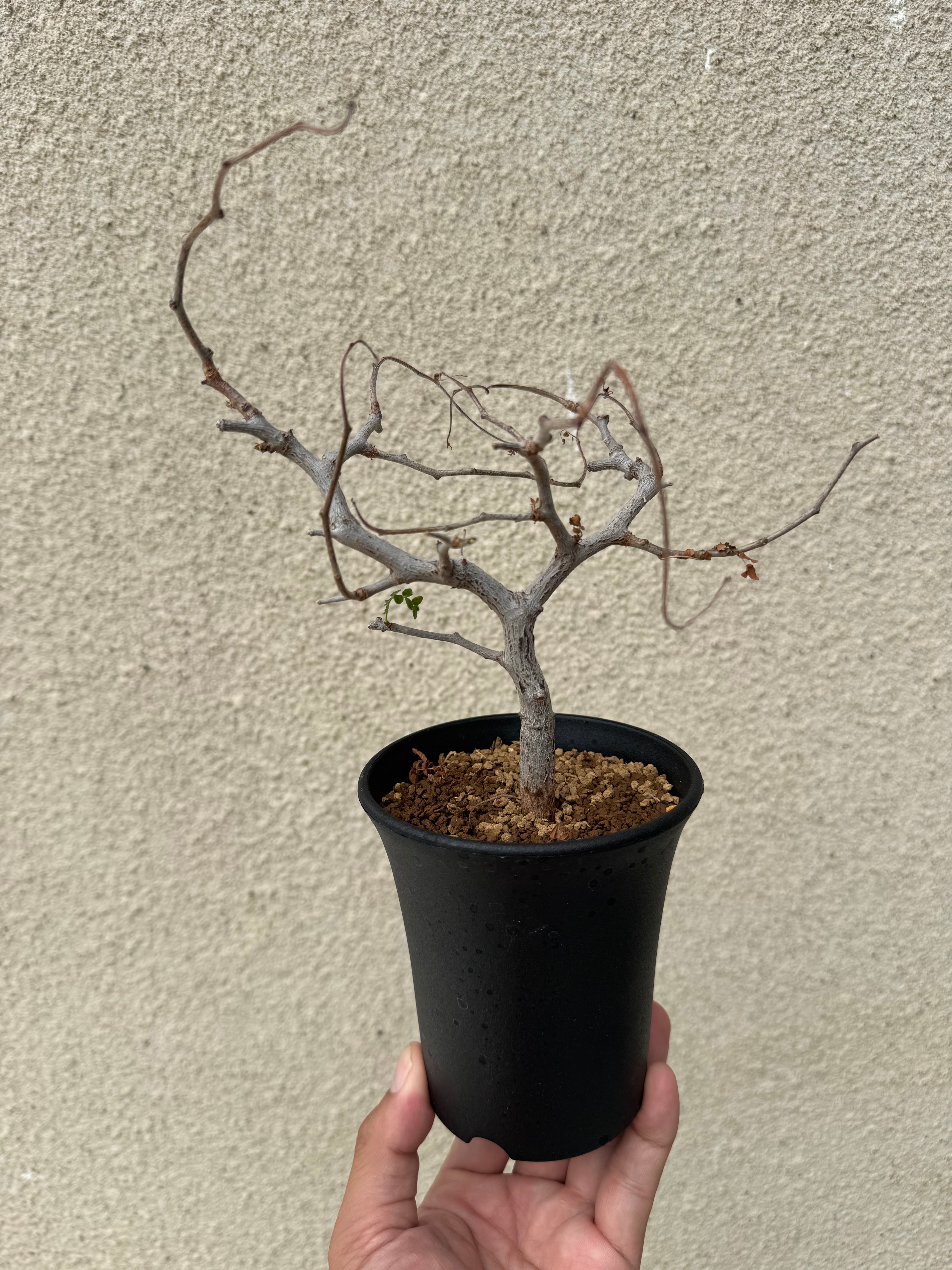 新着】Commiphora monstrosa【実生苗の小さい時から作り込める盆栽塊根