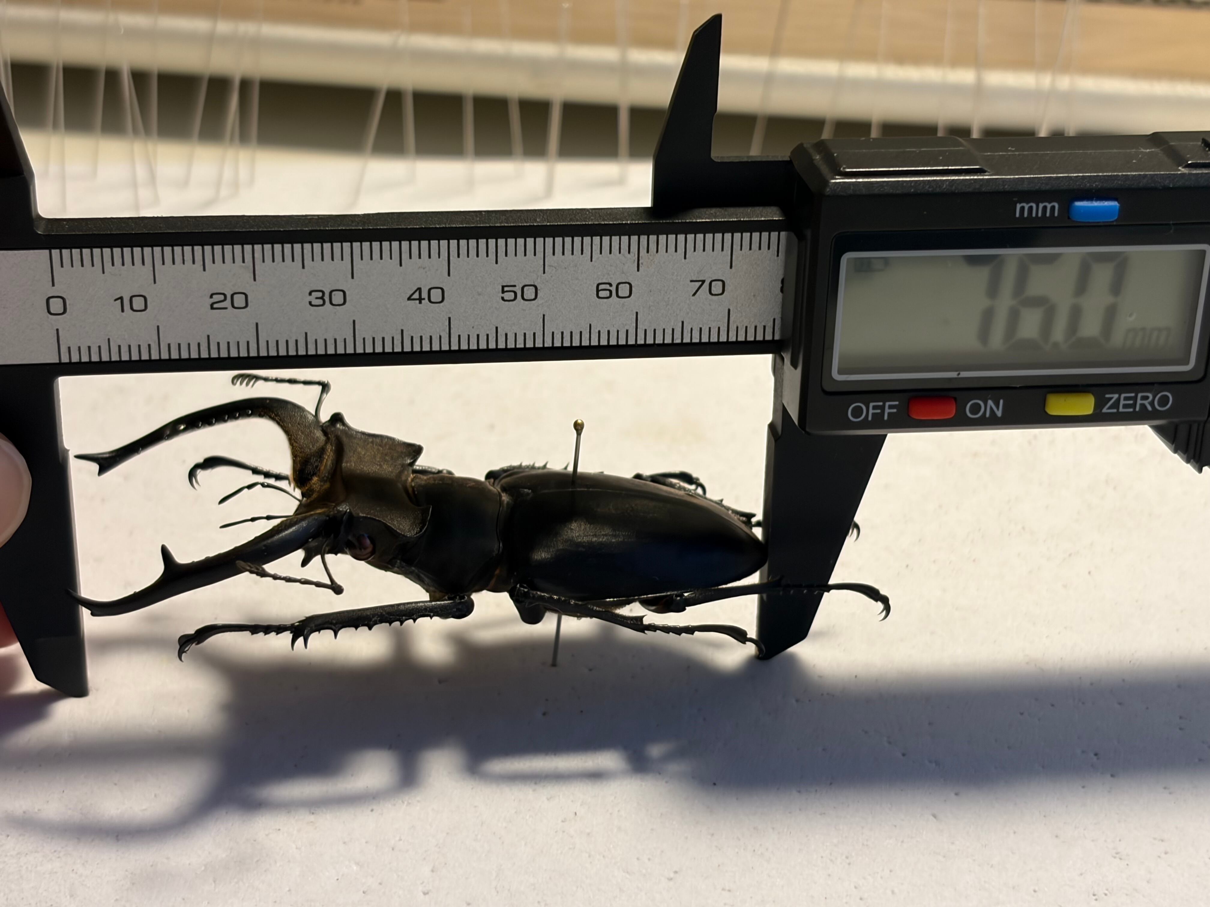 顎比率最大種】カンターミヤマクワガタ 76mm♂ 昆虫標本 標本