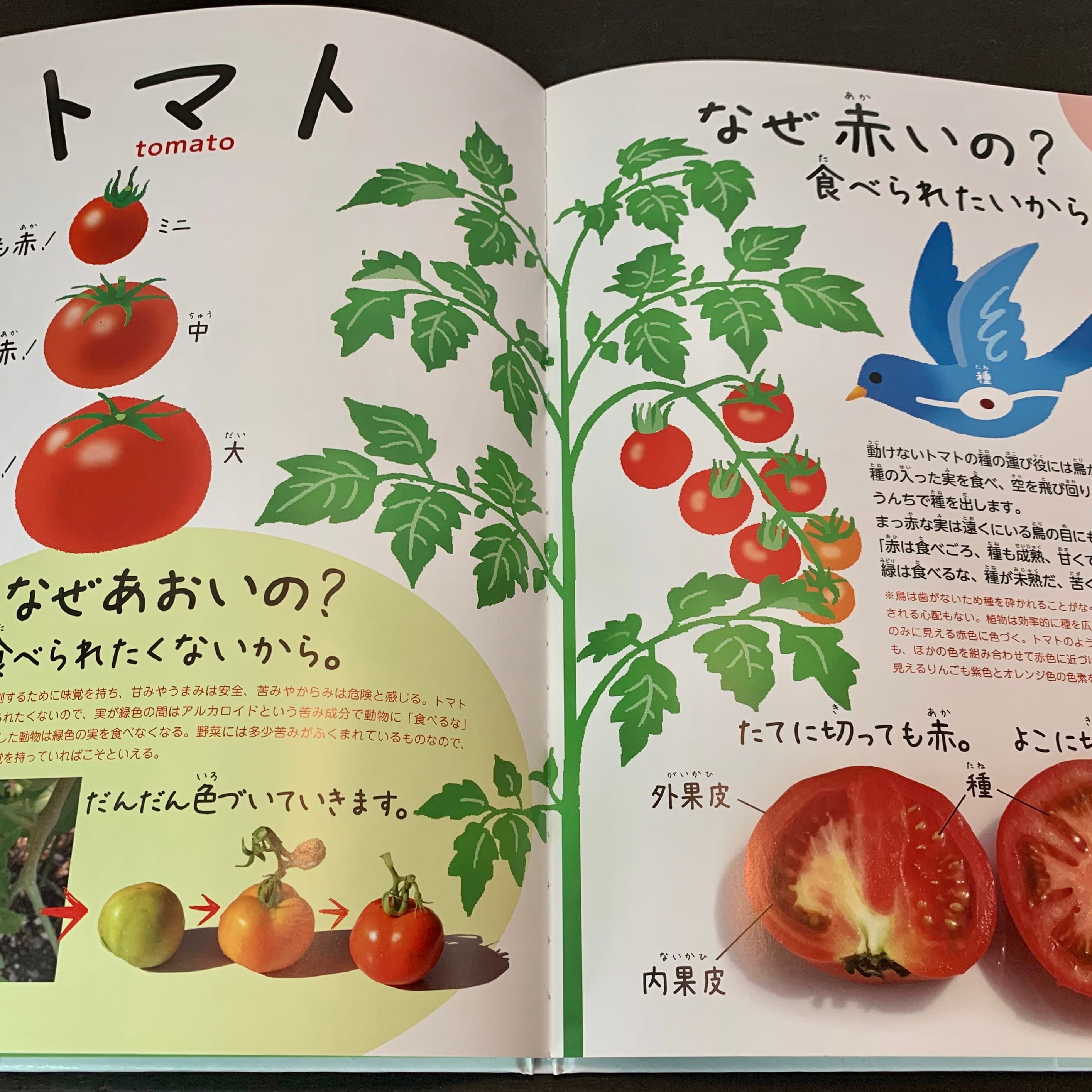春・夏編　へそまち文庫　たべもの・食育絵本1　野菜の教え