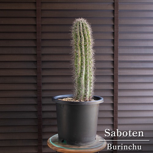 武倫柱 柱サボテン 8号 高さ65cm パキケレウス ブリン柱 ブリンチュウ 1005BK