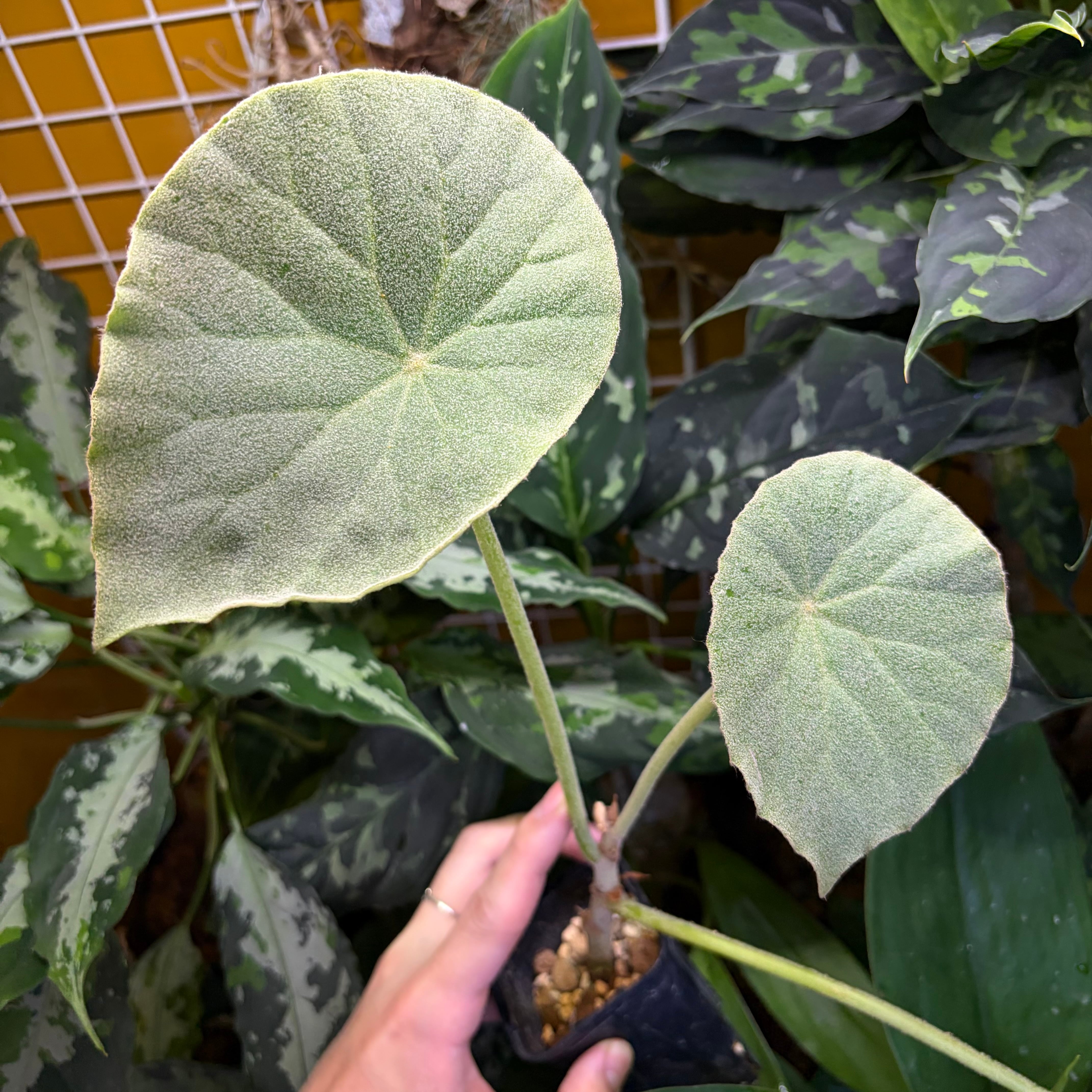 Begonia maculata 'Pink Variegated' | 熱帯雨林植物専門店 トイ吉園芸