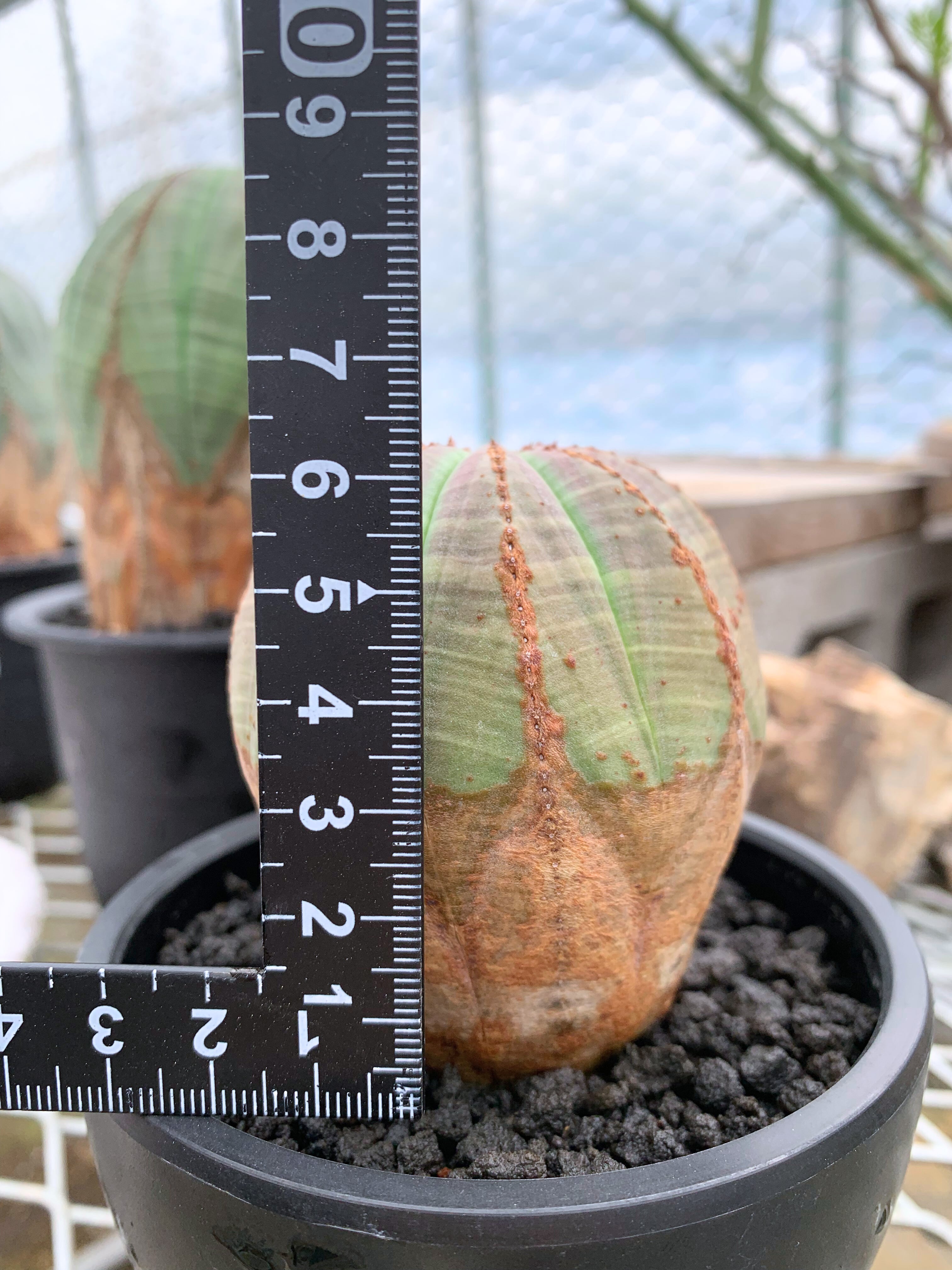 速達 第四種郵便 ユーフォルビア オベサ メス株 3号ブラックポット 速達 第四種郵便 ユーフォルビア オベサ メス株 3号ブラック