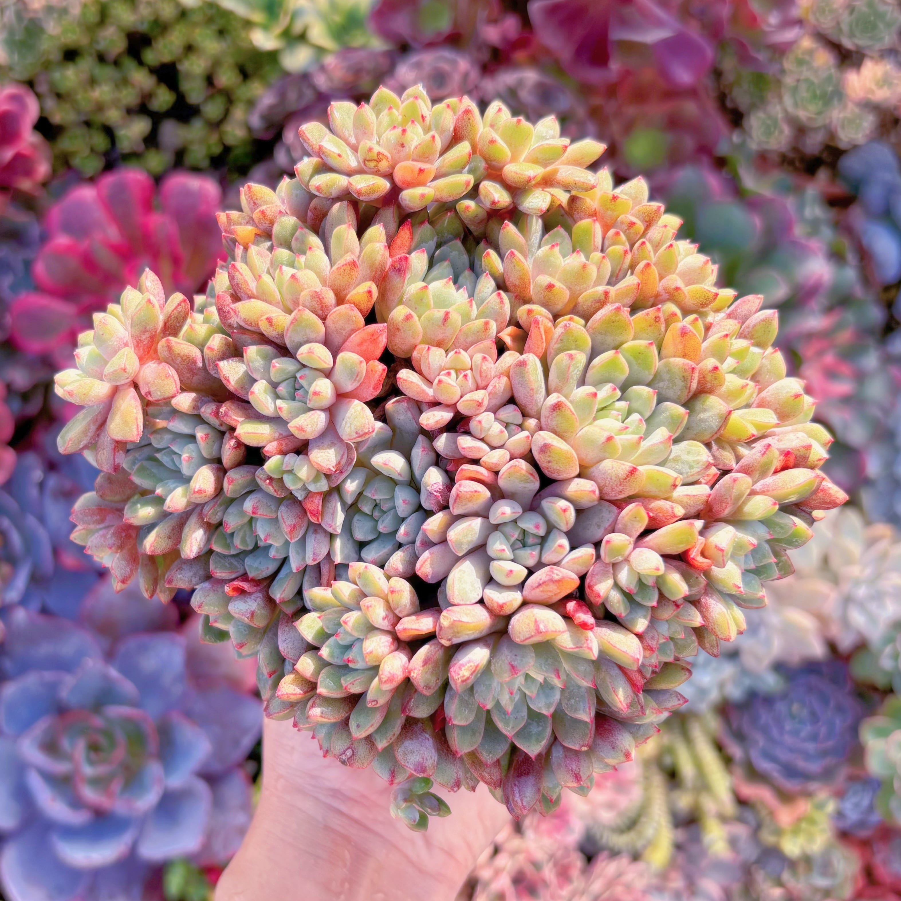 多肉植物　サブコリンボサ　特大群生　在庫僅少　新入荷　るる農園