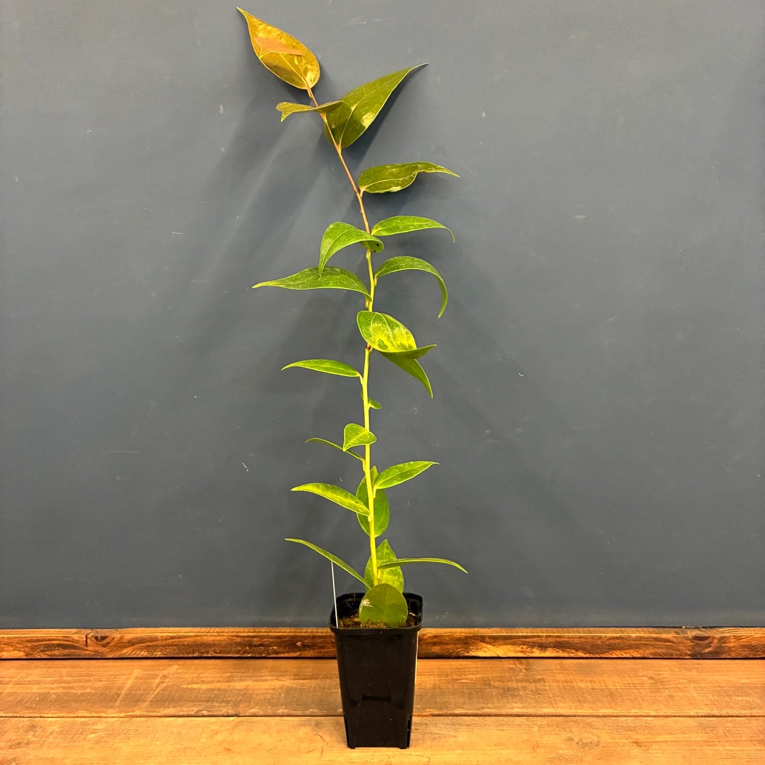 1万円以上10%OFFクーポン対象】【伊藤蟻】セラトステマ zamorana【1110