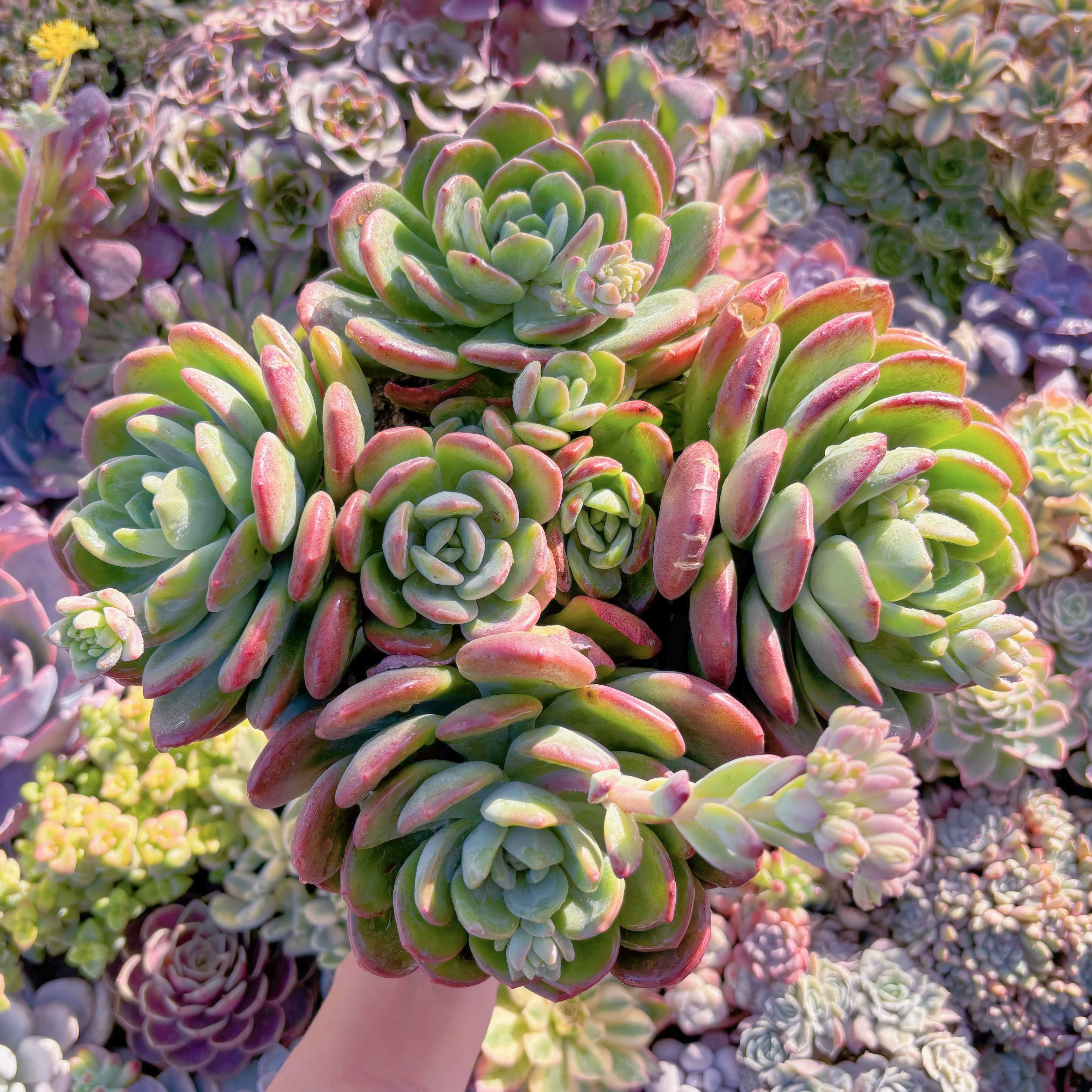 現品　ラサノカール#M025　特大群生　新入荷　るる農園