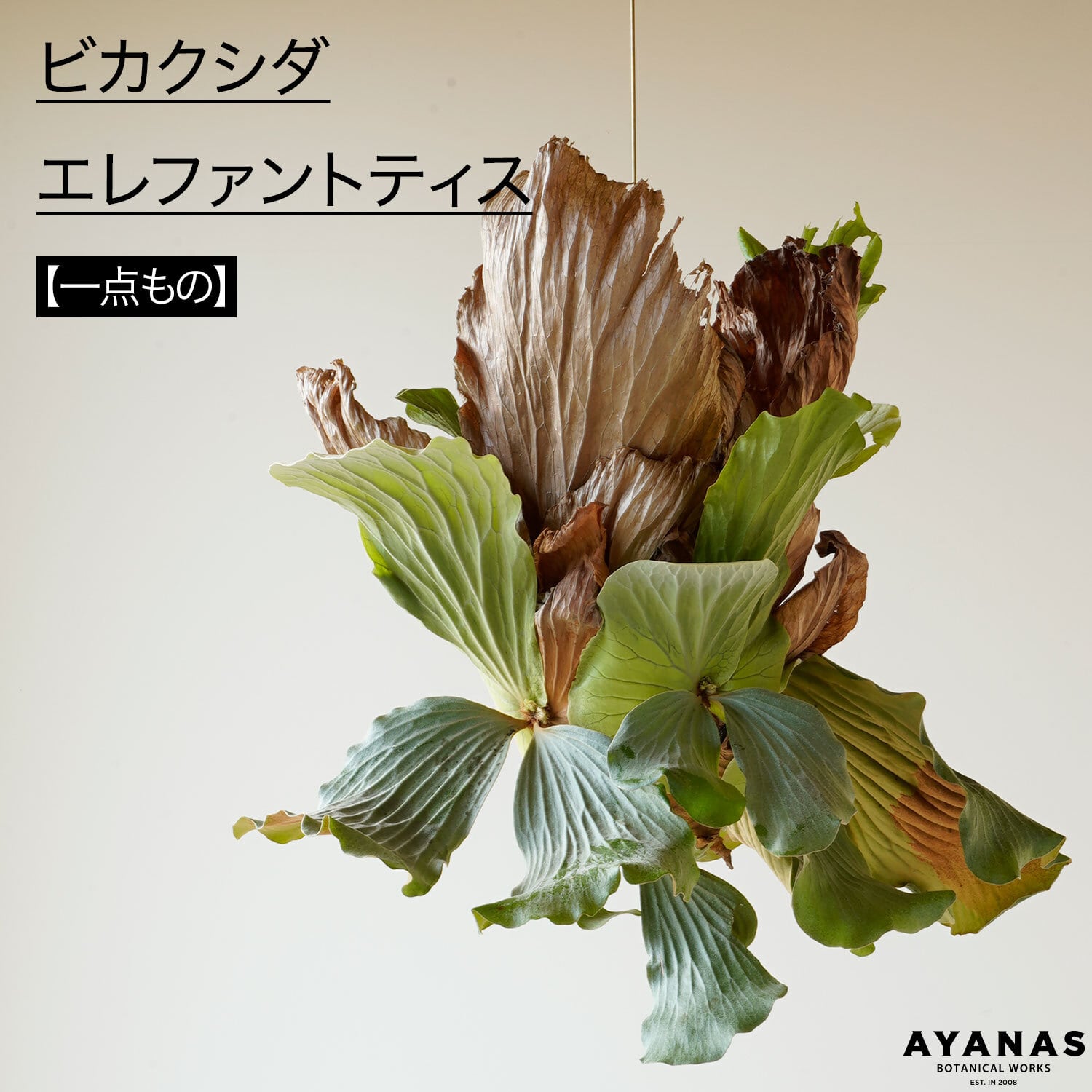 ビカクシダ エレファントティス 両面ヘゴ板着生 | AYANAS（アヤナス