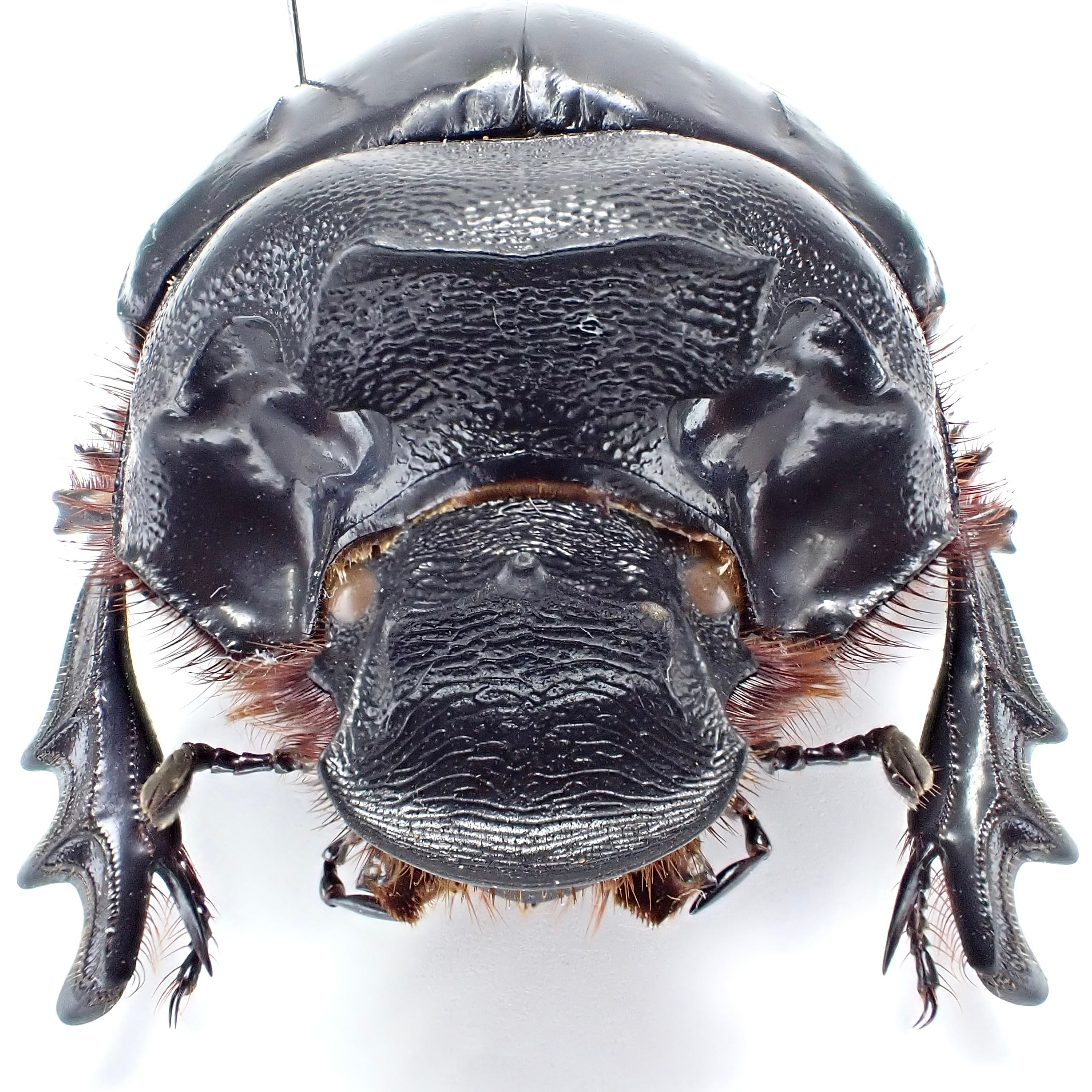 トーゴ産 Heliocopris antenor ♂♀ 50mm/44mm | 昆虫標本 Diggers