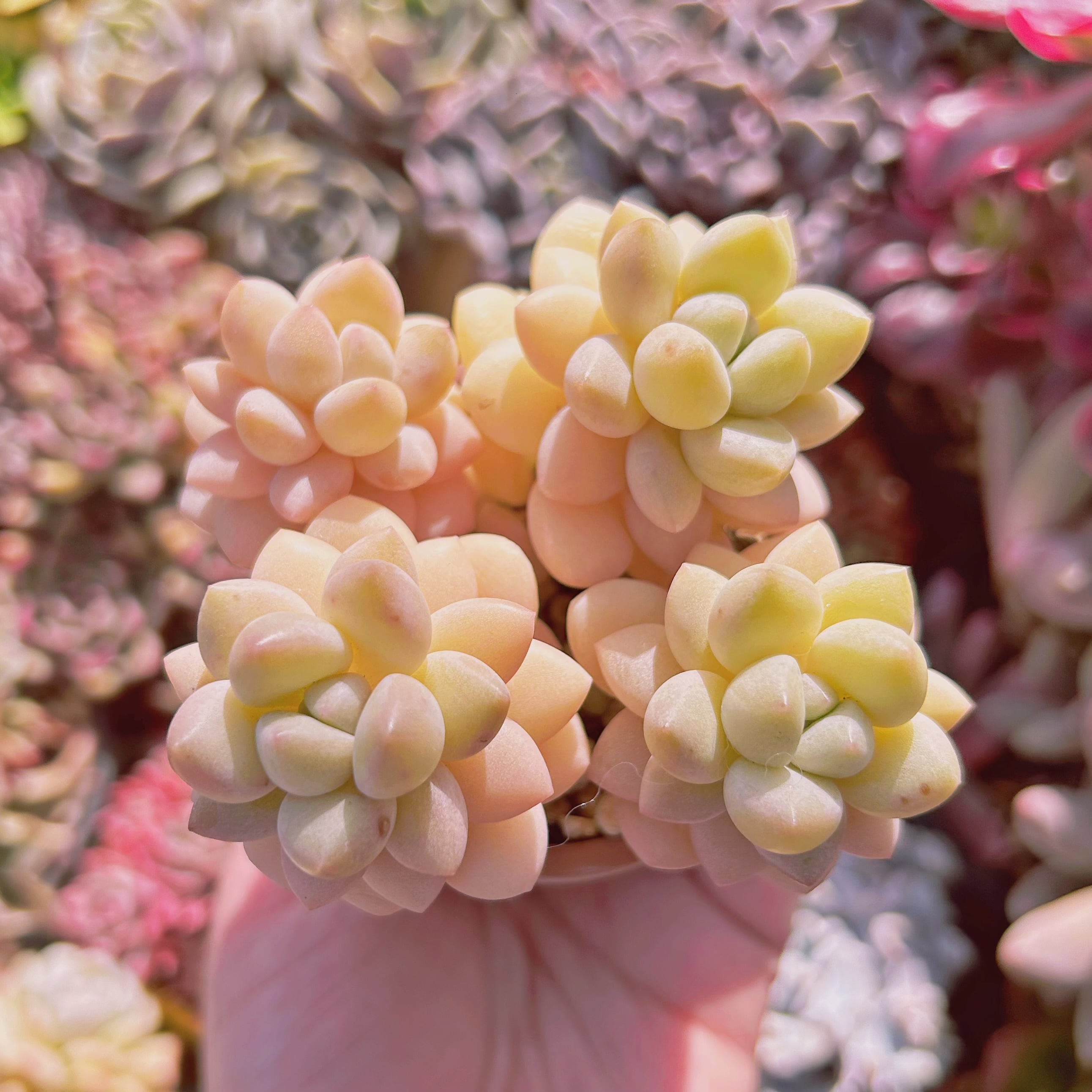 多肉植物　 新品種　ピンクパール　3~5頭