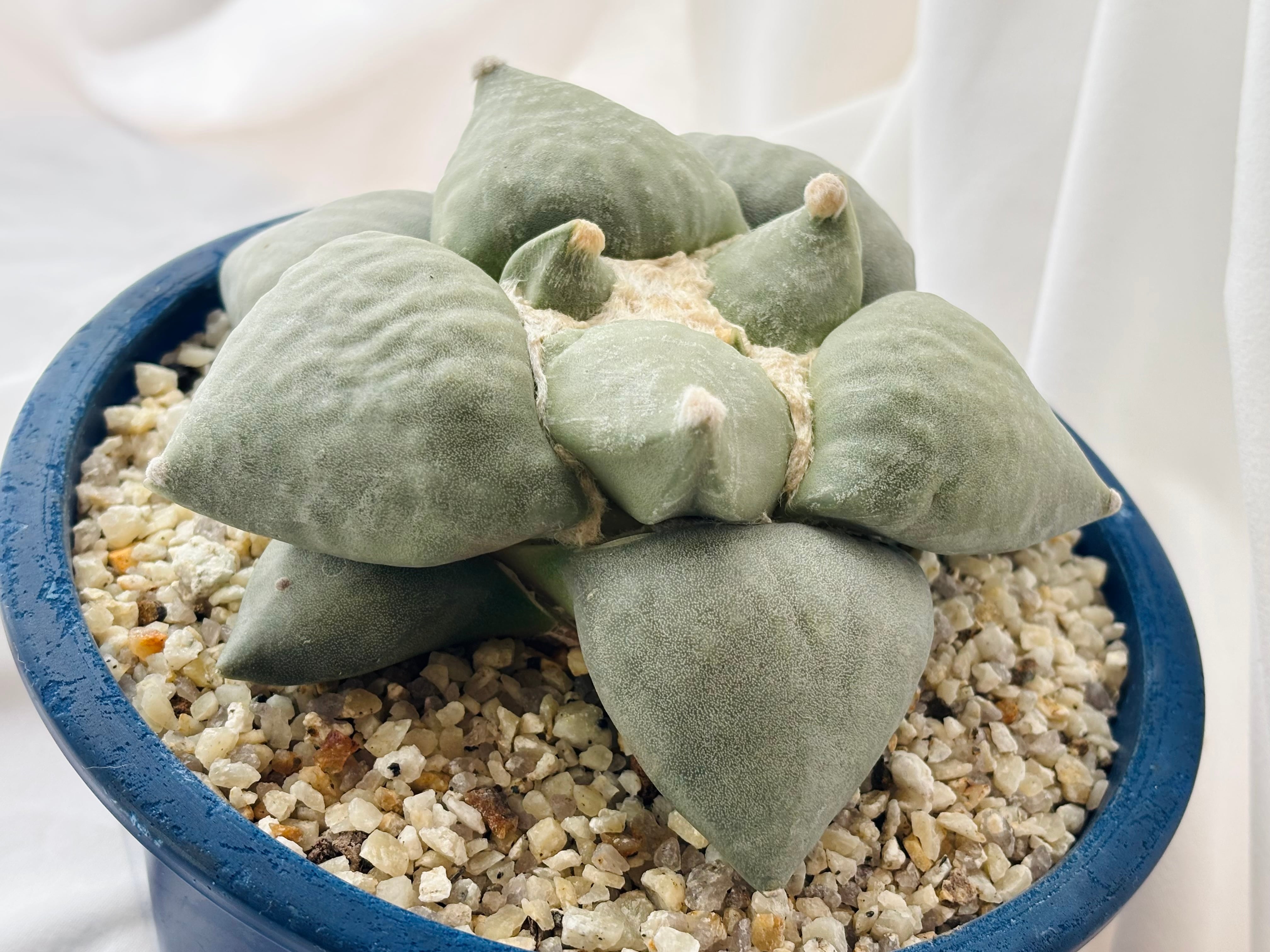 Ariocarpus furfuraceus f. アリオカルプス 大疣青磁牡丹 サボテン
