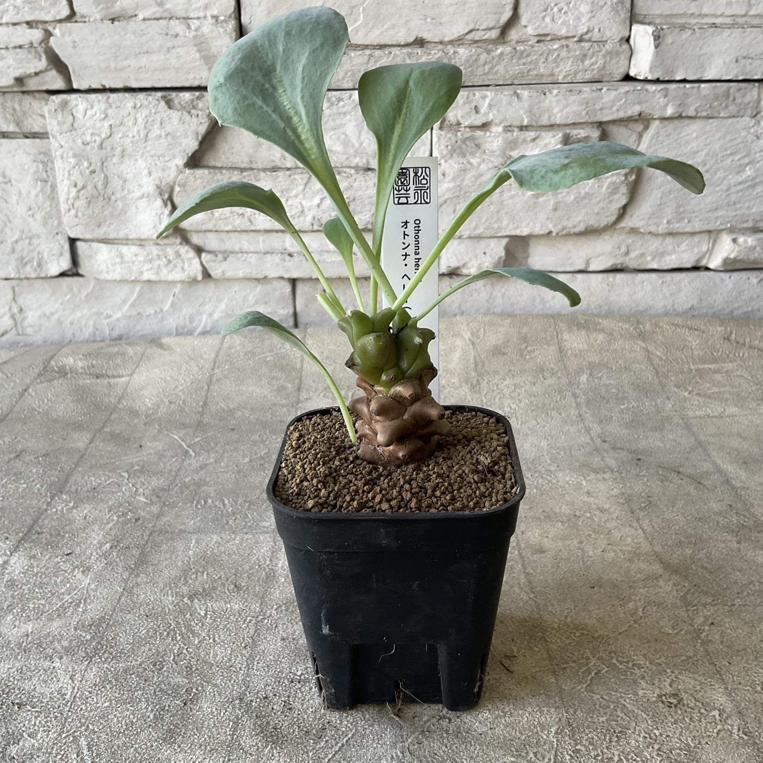 アカシア テレサ 7寸鉢 | 橋本種苗園