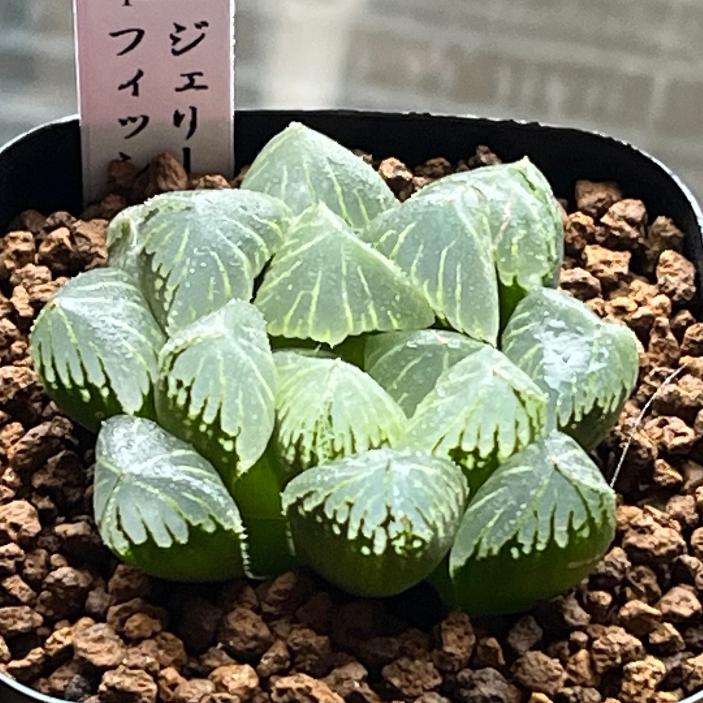 ハオルチア 三仙寿錦 | mocono_plants